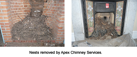 How To Protect Your Chimney using bird guards