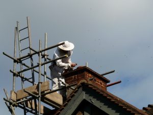 Apex Chimney Sweeps Nest Clearing London